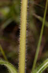 Variableleaf sunflower